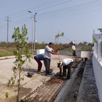 tree plantation